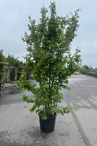 Eisenholzbaum 'Vanessa' mehrstämmig | Parrotia persica 'Vanessa'
