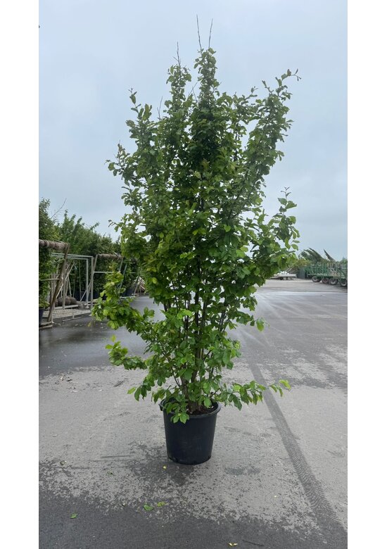 Eisenholzbaum 'Vanessa' mehrstämmig | Parrotia persica 'Vanessa'
