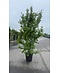 Eisenholzbaum 'Vanessa' mehrstämmig | Parrotia persica 'Vanessa'