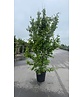 Eisenholzbaum 'Vanessa' mehrstämmig | Parrotia persica 'Vanessa'