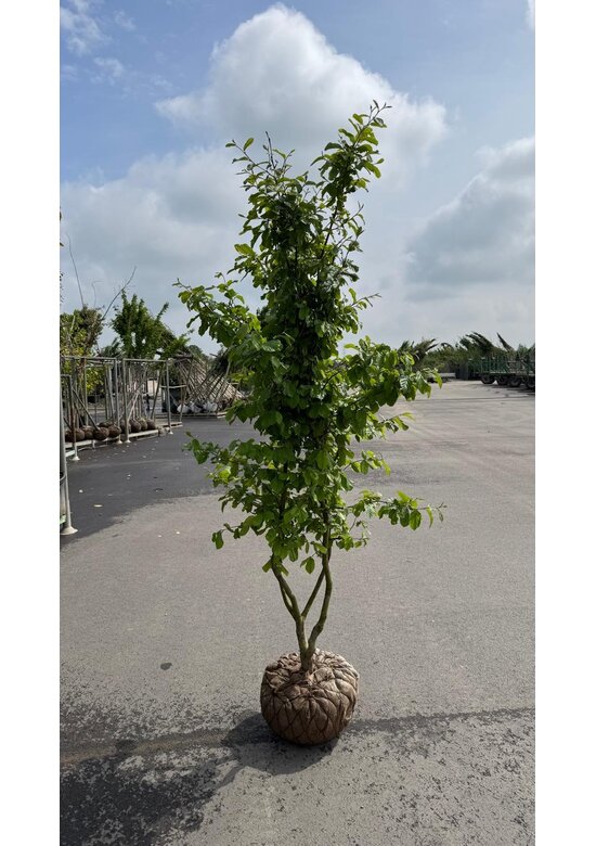 Eisenholzbaum 'Vanessa' mehrstämmig | Parrotia persica 'Vanessa'