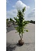 Eisenholzbaum 'Vanessa' mehrstämmig | Parrotia persica 'Vanessa'