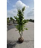 Eisenholzbaum 'Vanessa' mehrstämmig | Parrotia persica 'Vanessa'