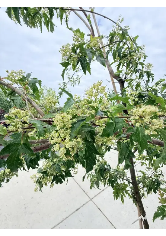 Feuer-Ahorn 'Ginnala' - Mehrstämmig | Acer tataricum 'Ginnala'