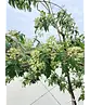 Feuer-Ahorn 'Ginnala' - Mehrstämmig | Acer tataricum 'Ginnala'