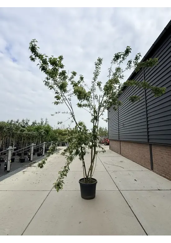 Feuer-Ahorn 'Ginnala' - Mehrstämmig | Acer tataricum 'Ginnala'
