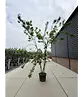 Feuer-Ahorn 'Ginnala' - Mehrstämmig | Acer tataricum 'Ginnala'