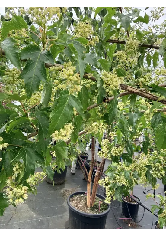 Feuer-Ahorn 'Ginnala' - Mehrstämmig | Acer tataricum 'Ginnala'