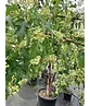 Feuer-Ahorn 'Ginnala' - Mehrstämmig | Acer tataricum 'Ginnala'