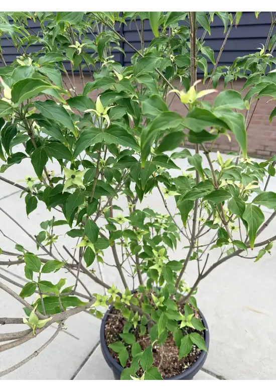 Chinesischer Blumenhartriegel 'Milky Way' - Mehrstämmig | Cornus kousa 'Milky Way'