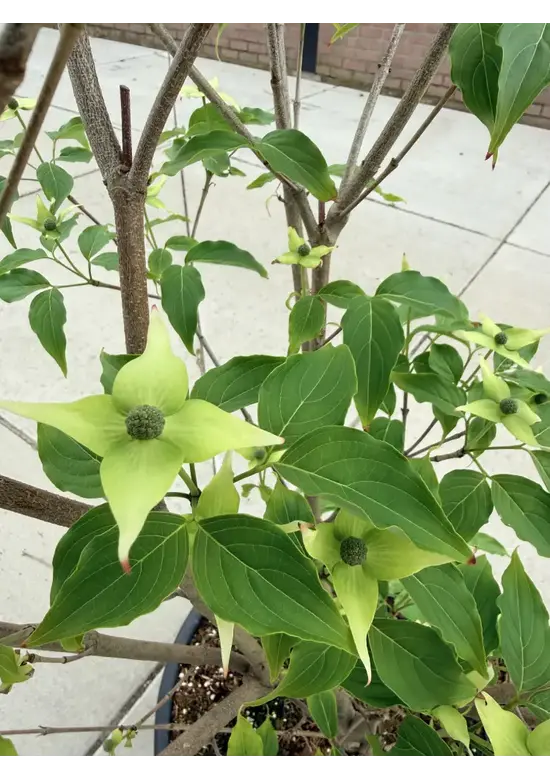 Chinesischer Blumenhartriegel 'Milky Way' - Mehrstämmig | Cornus kousa 'Milky Way'