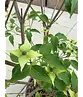 Chinesischer Blumenhartriegel 'Milky Way' - Mehrstämmig | Cornus kousa 'Milky Way'