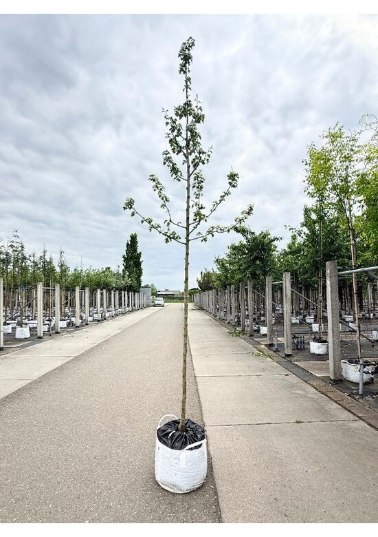 Lederblättriger Weißdorn 'Albo Plena' | Crataegus laevigata 'Albo Plena'