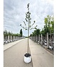 Lederblättriger Weißdorn 'Albo Plena' | Crataegus laevigata 'Albo Plena'