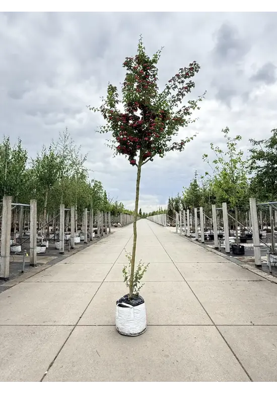 Rotdorn Baum | Crataegus media 'Pauls Scarlet'