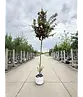 Rotdorn Baum | Crataegus media 'Pauls Scarlet'