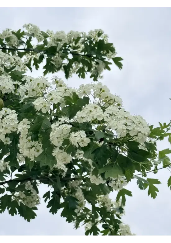 Weißdornbaum | Crataegus monogyna