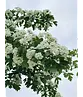 Weißdornbaum | Crataegus monogyna