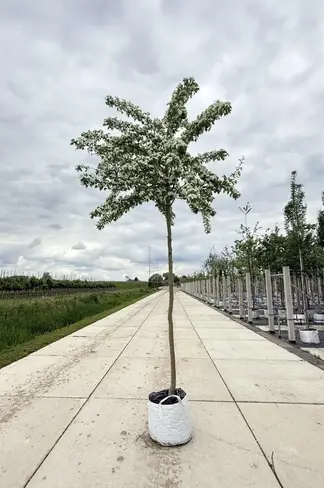 Eingriffeliger Weißdorn | Crataegus monogyna