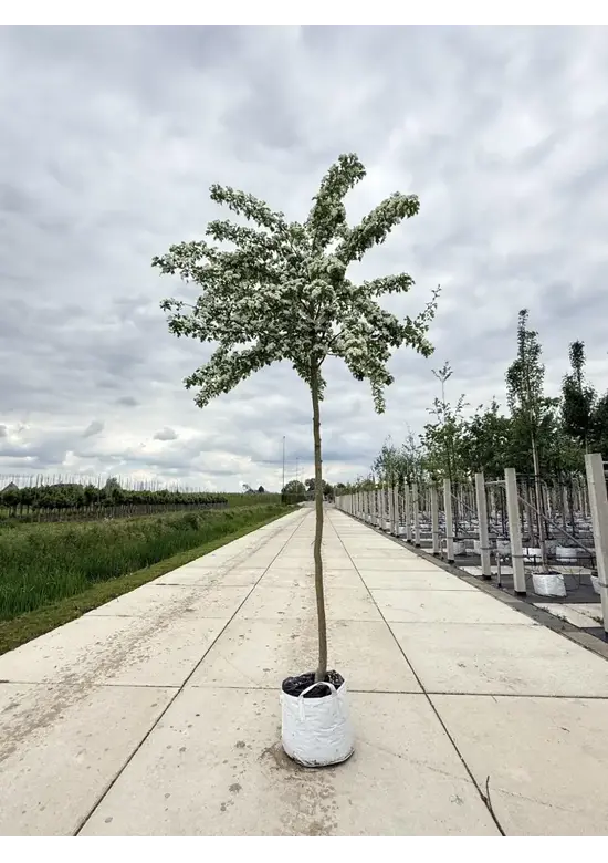 Weißdornbaum | Crataegus monogyna