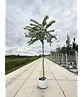Weißdornbaum | Crataegus monogyna