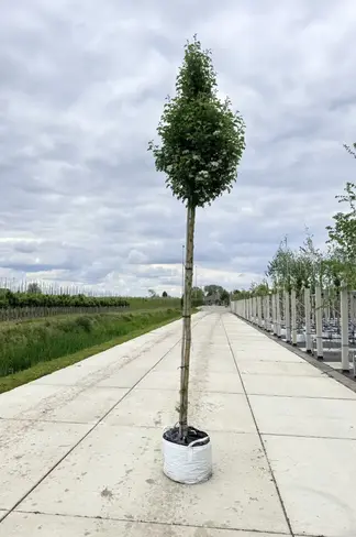 Säulen-Weißdorn 'Stricta' | Crataegus monogyna 'Stricta'