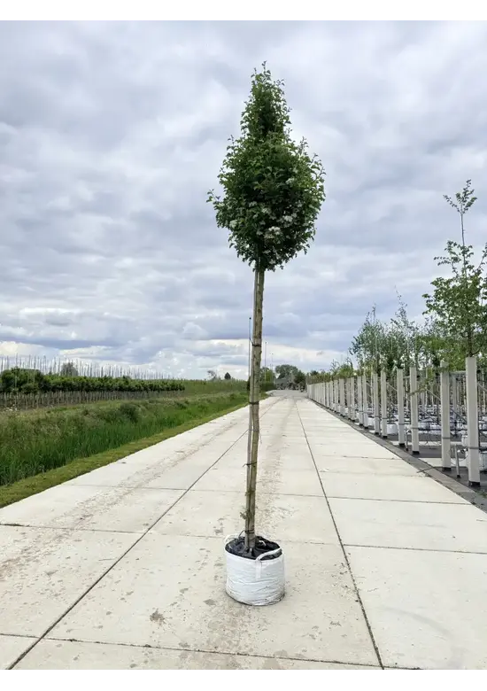 Säulen-Weißdorn 'Stricta' | Crataegus monogyna 'Stricta'