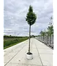 Säulen-Weißdorn 'Stricta' | Crataegus monogyna 'Stricta'