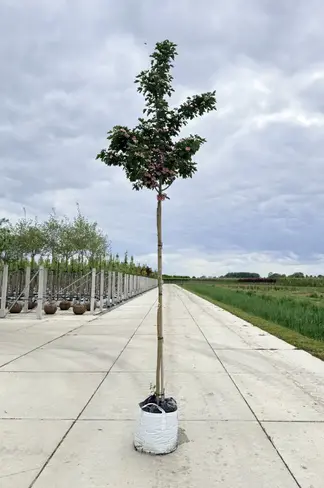 Kanadischer Rotdorn 'Toba' | Crataegus mordenensis 'Toba'