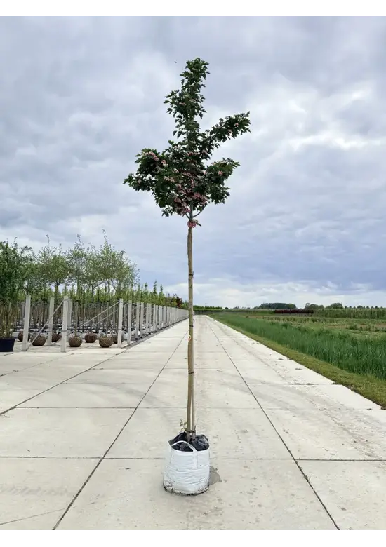 Kanadischer Rotdorn 'Toba' | Crataegus mordenensis 'Toba'