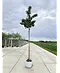 Kanadischer Rotdorn 'Toba' | Crataegus mordenensis 'Toba'