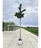 Kanadischer Rotdorn 'Toba' | Crataegus mordenensis 'Toba'