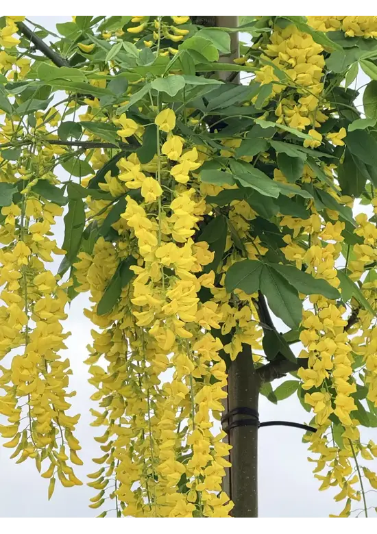 Edel-Goldregen 'Vossi' | Laburnum watereri 'Vossii'