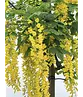 Edel-Goldregen 'Vossi' | Laburnum watereri 'Vossii'