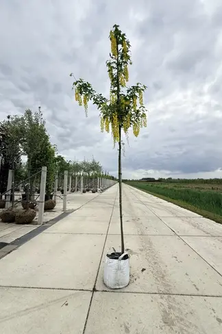 Edel-Goldregen 'Vossi' | Laburnum watereri 'Vossii'