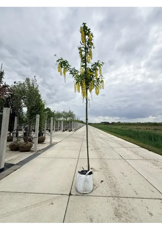 Edel-Goldregen 'Vossi' | Laburnum watereri 'Vossii'