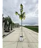 Edel-Goldregen 'Vossi' | Laburnum watereri 'Vossii'