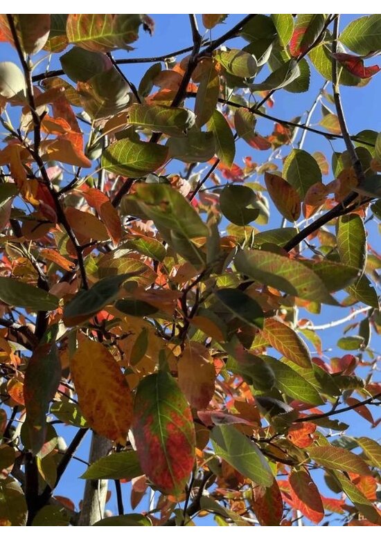 Kupfer-Felsenbirne | Amelanchier lamarckii