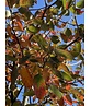 Kupfer-Felsenbirne | Amelanchier lamarckii