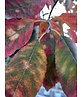 Kupfer-Felsenbirne | Amelanchier lamarckii