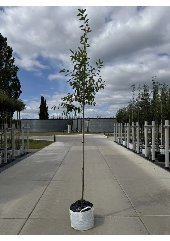 Kupfer-Felsenbirne | Amelanchier lamarckii