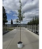 Kupfer-Felsenbirne | Amelanchier lamarckii