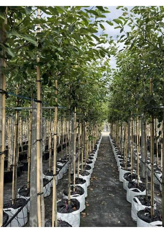 Kupfer-Felsenbirne | Amelanchier lamarckii