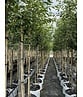 Kupfer-Felsenbirne | Amelanchier lamarckii