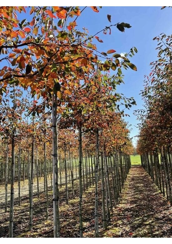 Kupfer-Felsenbirne | Amelanchier lamarckii