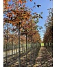 Kupfer-Felsenbirne | Amelanchier lamarckii