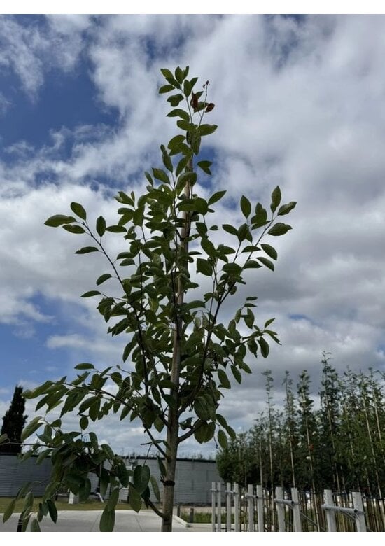 Kupfer-Felsenbirne | Amelanchier lamarckii