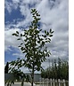 Kupfer-Felsenbirne | Amelanchier lamarckii