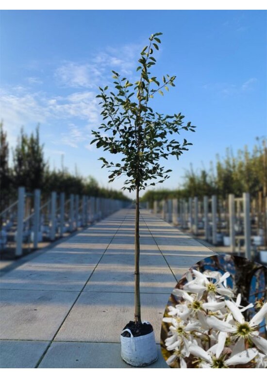 Kupfer-Felsenbirne | Amelanchier lamarckii