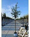 Kupfer-Felsenbirne | Amelanchier lamarckii